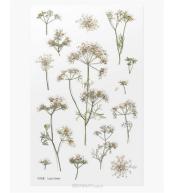 Naklejki ozdobne kwiaty - Orlaja