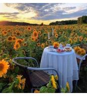Malowanie po numerach 40x50cm - Śniadanie na polu słoneczników