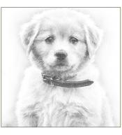 Karnet 16x16 koperta Pies szkic włoski design