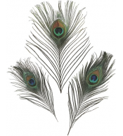 Naturalne pawie piórka do prac plastycznych