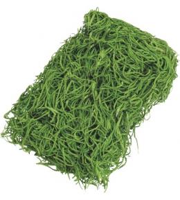 Knorr Prandell Trawa dekoracyjna, zielona