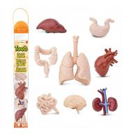 Zestaw Figurek w Tubie Toob Narządy Wewnętrzne Człowieka Safari Ltd.